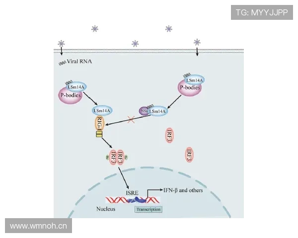 祖布门迪：青训至一线队核心的成长路径解析